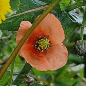 Papaver dubium at Goulburn, NSW - 8 Sep 2024