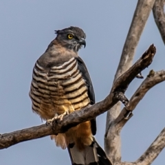 Aviceda subcristata (Pacific Baza) at Boompa, QLD - 28 Jun 2024 by Petesteamer