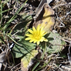 Cymbonotus sp. (preissianus or lawsonianus) (Bears Ears) at Throsby, ACT - 8 Sep 2024 by Clarel