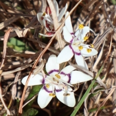 Wurmbea dioica subsp. dioica (Early Nancy) at Throsby, ACT - 8 Sep 2024 by Clarel