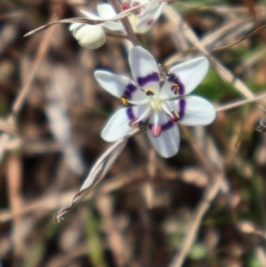 Wurmbea dioica subsp. dioica at Throsby, ACT - 8 Sep 2024