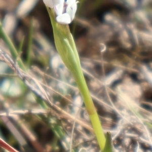 Wurmbea dioica subsp. dioica at Throsby, ACT - 8 Sep 2024