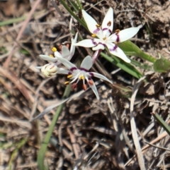 Wurmbea dioica subsp. dioica at Throsby, ACT - 8 Sep 2024