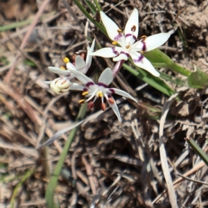 Wurmbea dioica subsp. dioica at Throsby, ACT - 8 Sep 2024