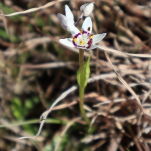 Wurmbea dioica subsp. dioica at Throsby, ACT - 8 Sep 2024