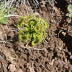 Drosera (genus) (A Sundew) at Throsby, ACT - 8 Sep 2024 by Clarel