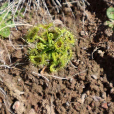 Drosera (genus) (A Sundew) at Throsby, ACT - 8 Sep 2024 by Clarel