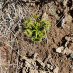 Drosera sp. at Throsby, ACT - 8 Sep 2024