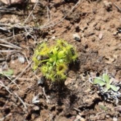 Drosera sp. at Throsby, ACT - 8 Sep 2024 10:12 AM