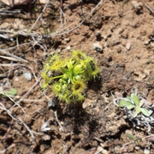 Drosera sp. at Throsby, ACT - 8 Sep 2024