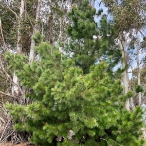 Pinus radiata at Denman Prospect, ACT - 8 Sep 2024 12:07 PM