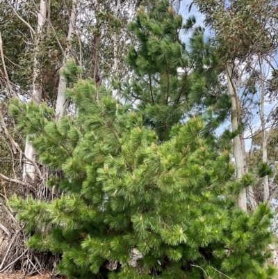 Pinus radiata (Monterey or Radiata Pine) at Denman Prospect, ACT - 8 Sep 2024 by Jennybach