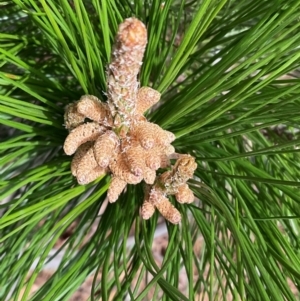 Pinus radiata at Denman Prospect, ACT - 8 Sep 2024 12:07 PM