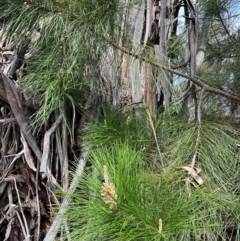 Pinus radiata at Denman Prospect, ACT - 8 Sep 2024