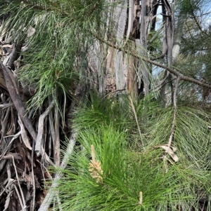 Pinus radiata at Denman Prospect, ACT - 8 Sep 2024 12:07 PM