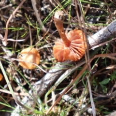 Laccaria sp. (Laccaria) at Throsby, ACT - 8 Sep 2024 by Clarel