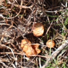 Laccaria sp. at Throsby, ACT - 8 Sep 2024