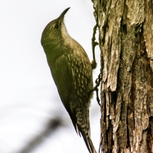 Cormobates leucophaea at Boompa, QLD - 29 Jun 2024