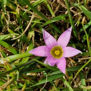 Romulea rosea var. australis at Goulburn, NSW - 8 Sep 2024 11:15 AM