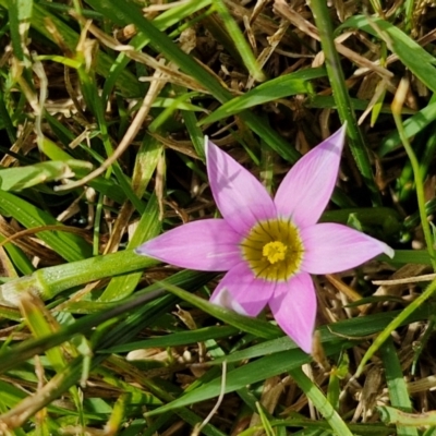 Romulea rosea var. australis (Onion Grass) at Goulburn, NSW - 8 Sep 2024 by trevorpreston