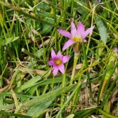 Romulea rosea var. australis at Goulburn, NSW - 8 Sep 2024