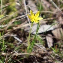 Hypoxis hygrometrica (Golden Weather-grass) at Forde, ACT - 8 Sep 2024 by Clarel