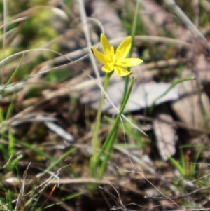 Hypoxis hygrometrica at Forde, ACT - 8 Sep 2024