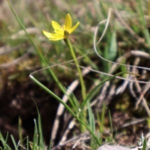 Hypoxis hygrometrica at Forde, ACT - 8 Sep 2024