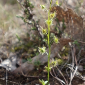 Drosera auriculata at Forde, ACT - 8 Sep 2024 10:17 AM