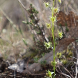 Drosera auriculata at Forde, ACT - 8 Sep 2024 10:17 AM