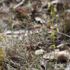 Drosera auriculata at Forde, ACT - 8 Sep 2024