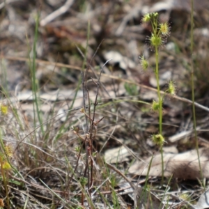 Drosera auriculata at Forde, ACT - 8 Sep 2024 10:17 AM