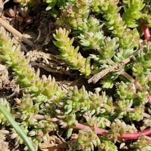 Crassula sieberiana at Goulburn, NSW - 8 Sep 2024