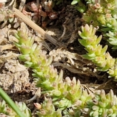 Crassula sieberiana at Goulburn, NSW - 8 Sep 2024