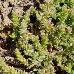 Crassula sieberiana at Goulburn, NSW - 8 Sep 2024