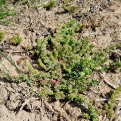 Crassula sieberiana at Goulburn, NSW - 8 Sep 2024