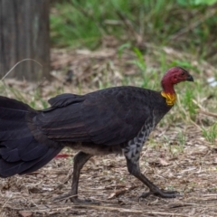 Alectura lathami (Australian Brush-turkey) at Boompa, QLD - 29 Jun 2024 by Petesteamer