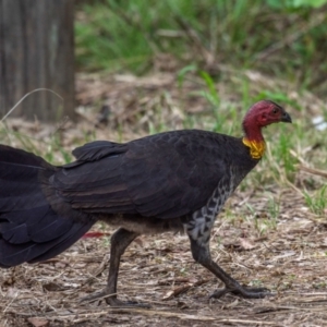 Alectura lathami at Boompa, QLD - 29 Jun 2024