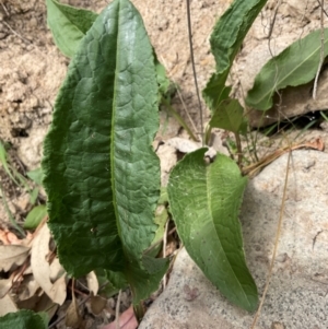 Rumex crispus at Denman Prospect, ACT - 8 Sep 2024 12:26 PM