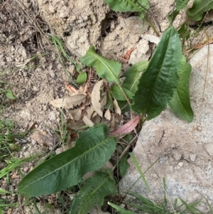 Rumex crispus at Denman Prospect, ACT - 8 Sep 2024 12:26 PM