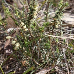 Melichrus urceolatus (Urn Heath) at Forde, ACT - 8 Sep 2024 by Clarel