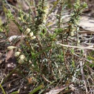 Melichrus urceolatus at Forde, ACT - 8 Sep 2024