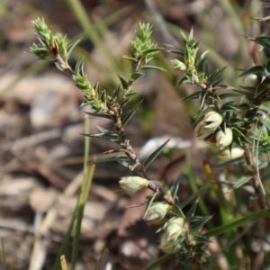 Melichrus urceolatus at Forde, ACT - 8 Sep 2024