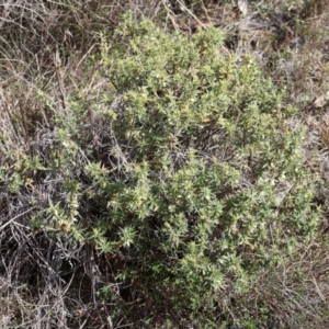 Melichrus urceolatus at Forde, ACT - 8 Sep 2024