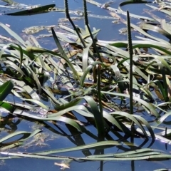 Cycnogeton procerum (Nareli, Swamp Arrowgrass) at Goulburn, NSW - 8 Sep 2024 by trevorpreston