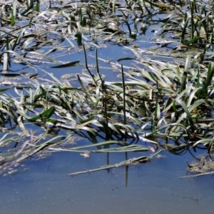 Cycnogeton procerum at Goulburn, NSW - 8 Sep 2024