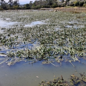 Cycnogeton procerum at Goulburn, NSW - 8 Sep 2024