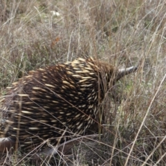 Tachyglossus aculeatus (Short-beaked Echidna) at Forde, ACT - 8 Sep 2024 by Clarel