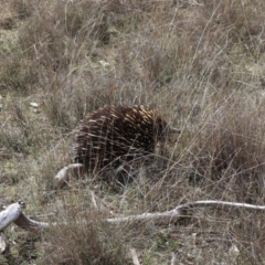 Tachyglossus aculeatus at Forde, ACT - 8 Sep 2024 10:21 AM