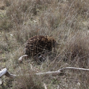 Tachyglossus aculeatus at Forde, ACT - 8 Sep 2024 10:21 AM